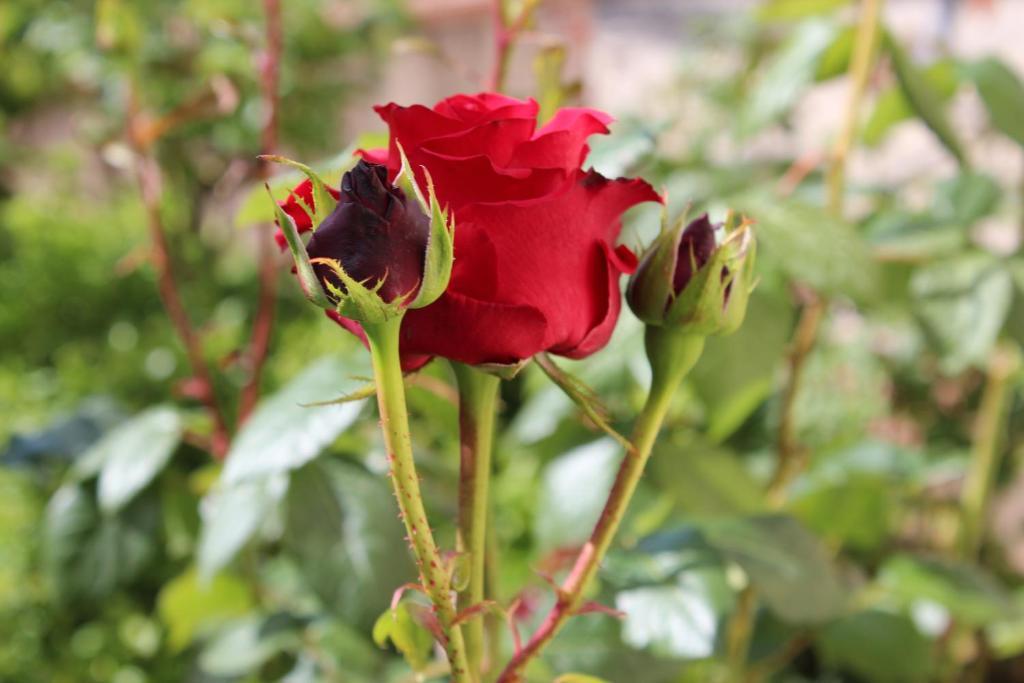 La Mandragola